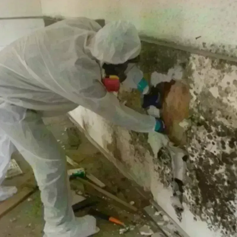 Mold Remediation and Removal in Prichard, AL